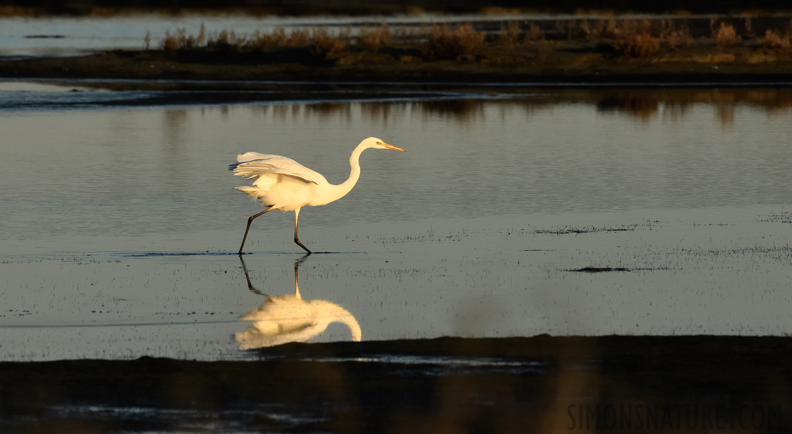 Ardea alba alba [400 mm, 1/1600 sec at f / 10, ISO 1600]